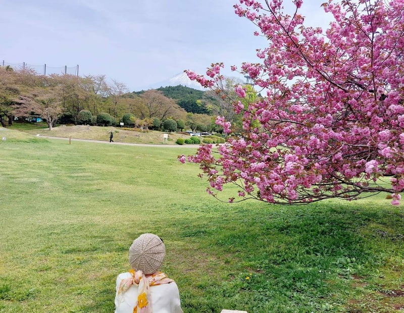 富士市岩本山の桜